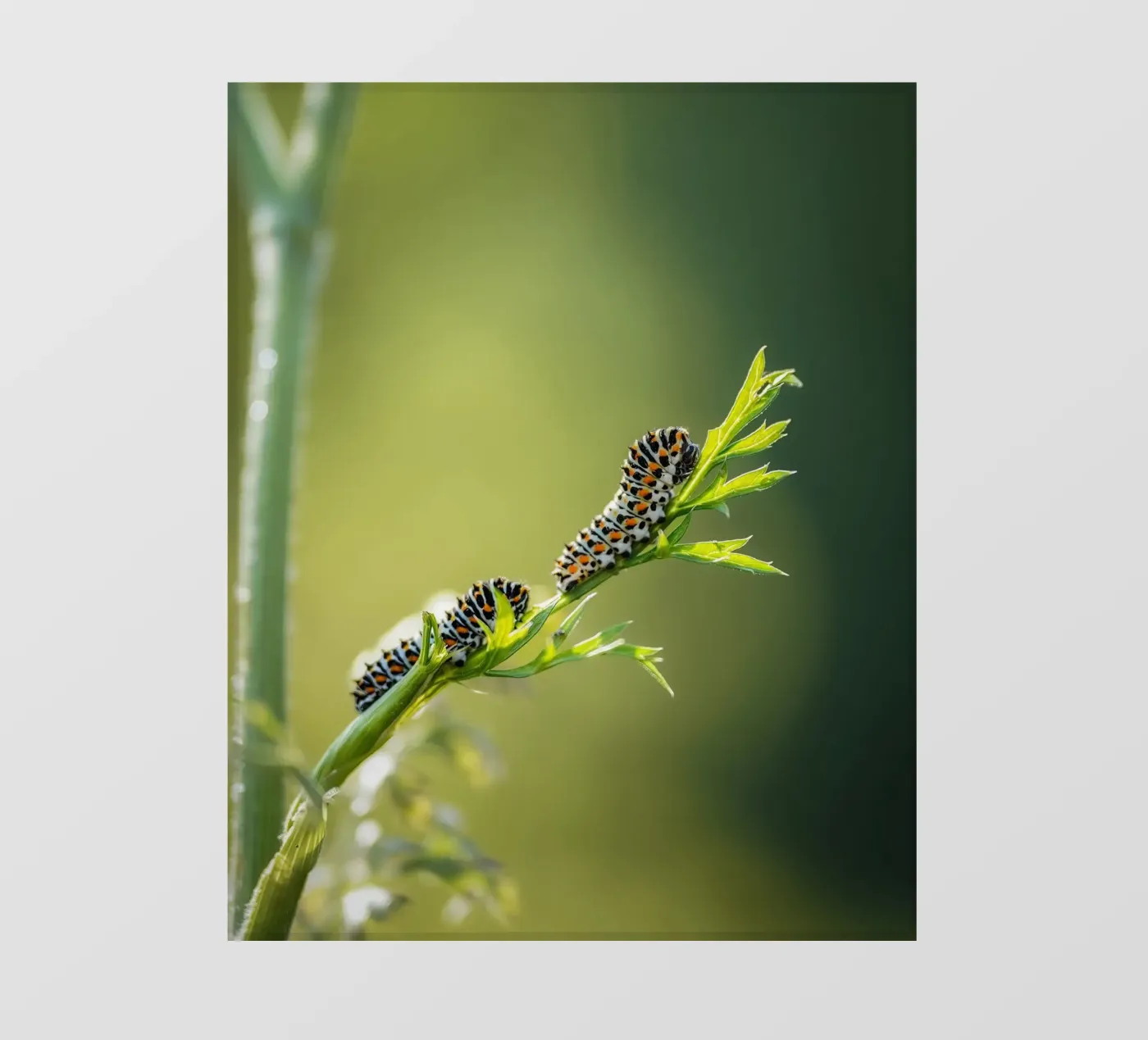 Rups fotobehang van Tom's Wildlife