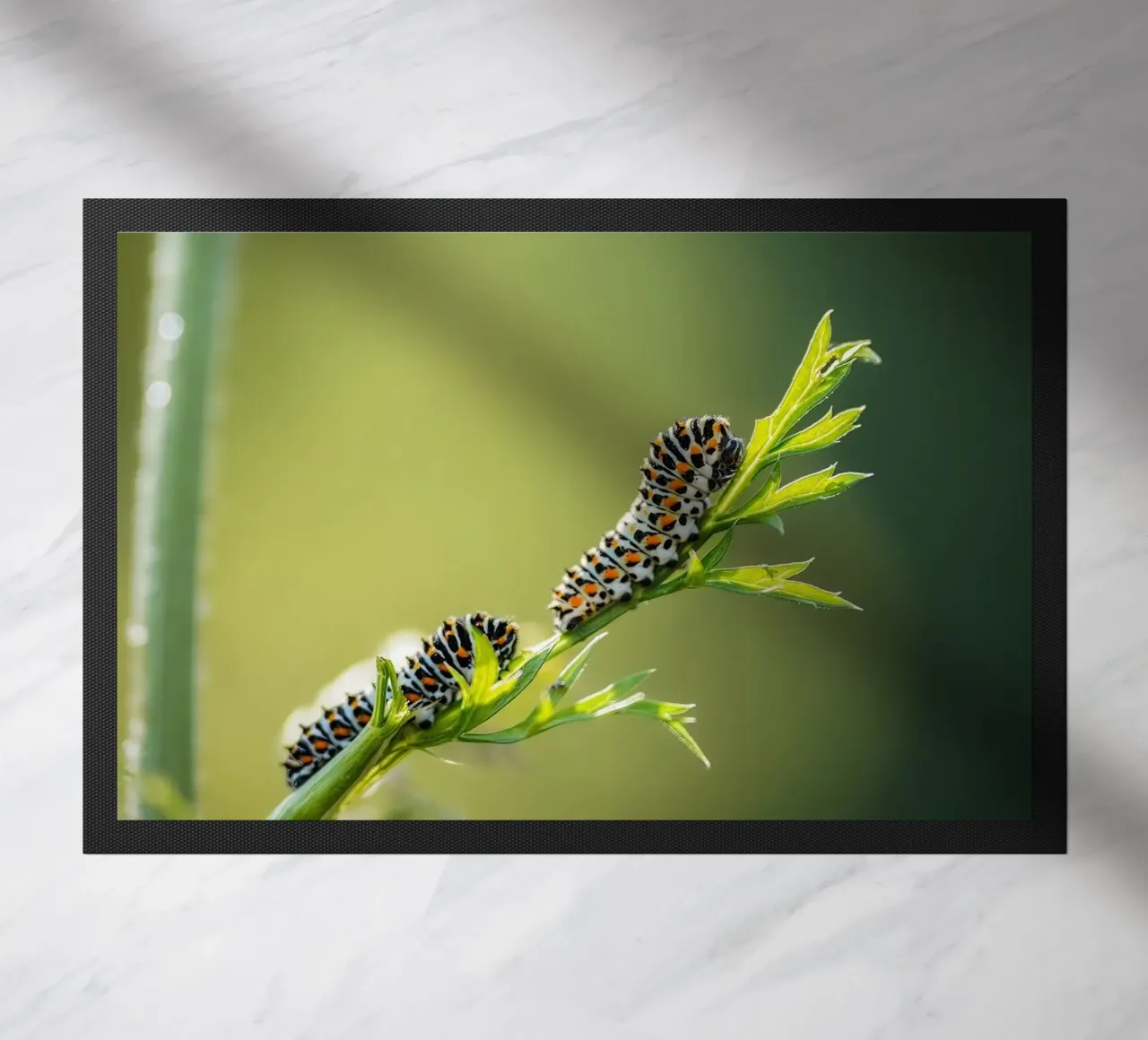 Bruco zerbino da Tom's Wildlife