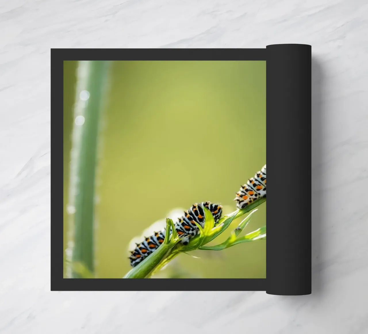 Bruco zerbino da Tom's Wildlife