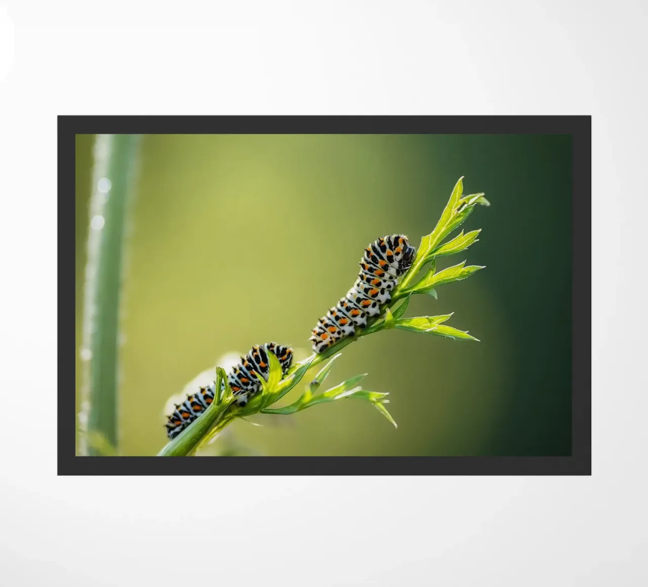 Bruco zerbino da Tom's Wildlife