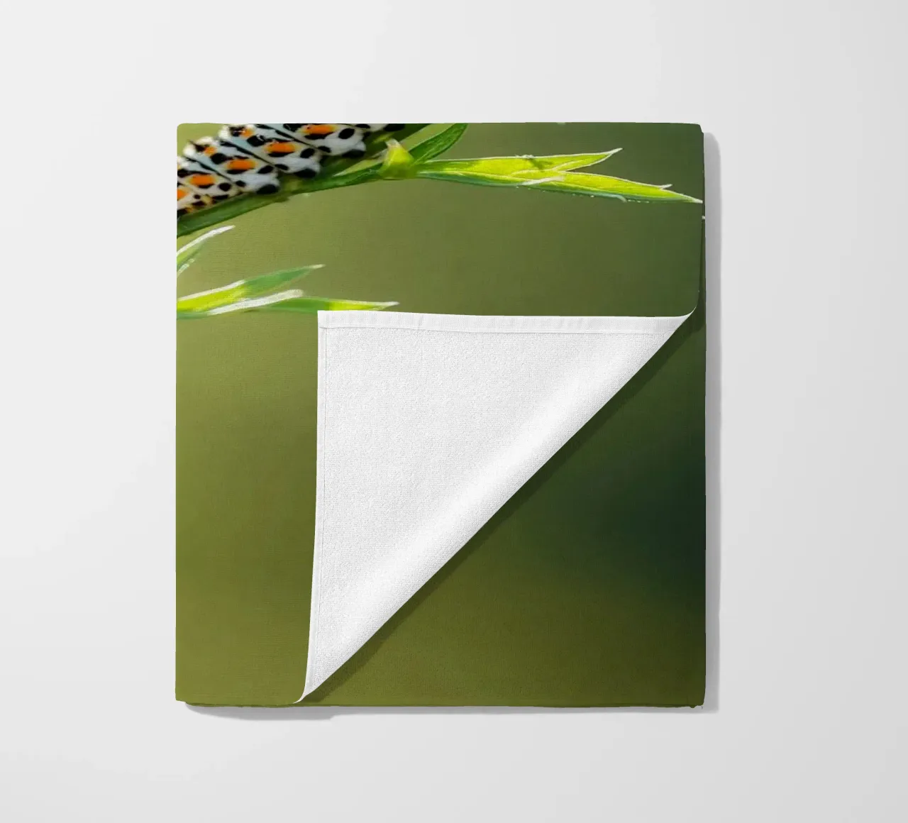 Bruco telo mare da Tom's Wildlife