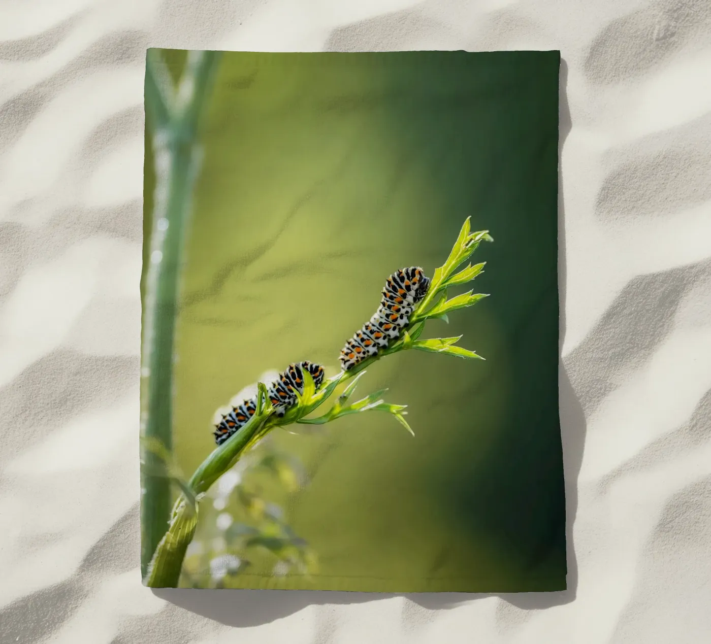 Rups strandhanddoek van Tom's Wildlife