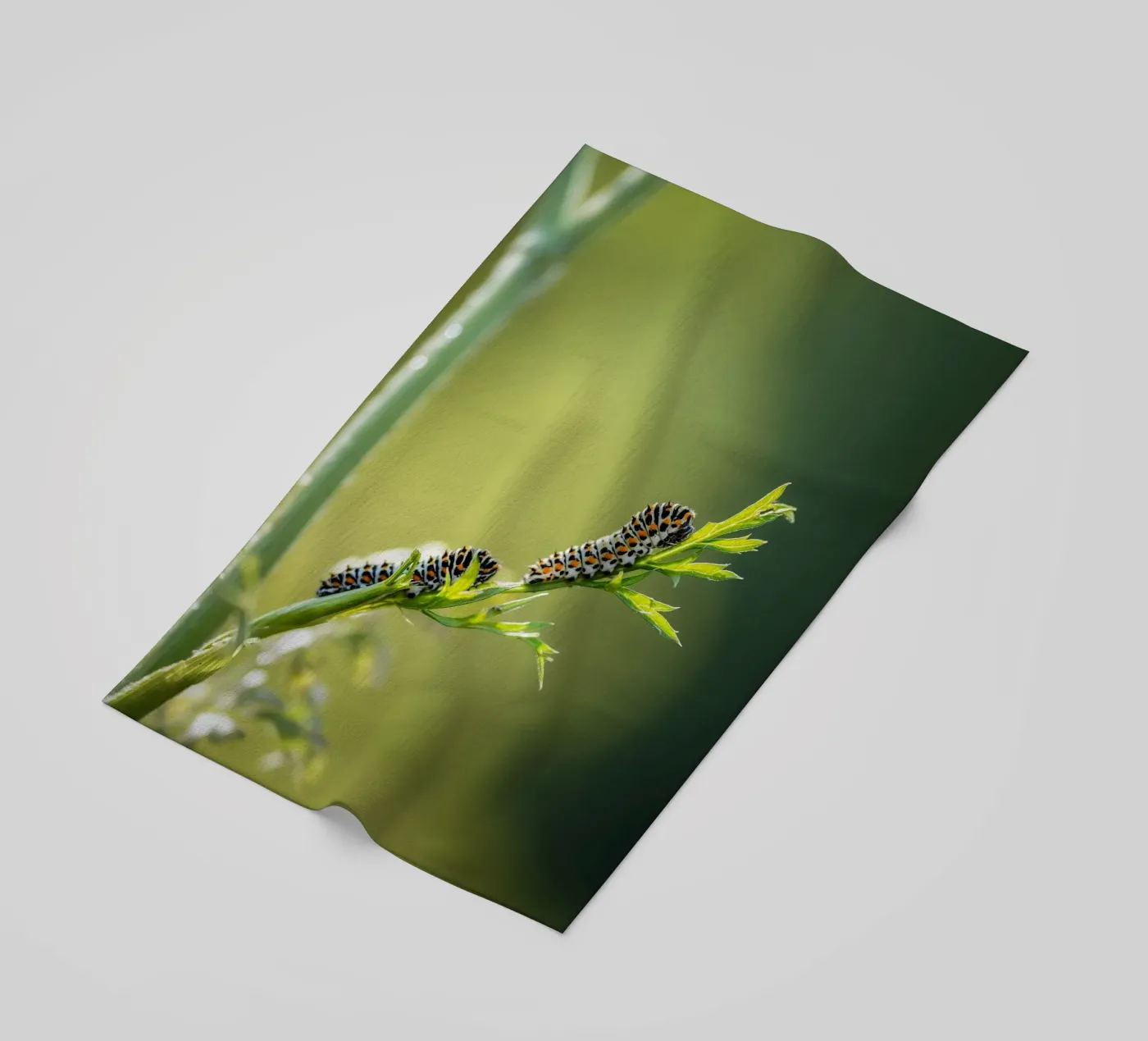 Rups strandhanddoek van Tom's Wildlife