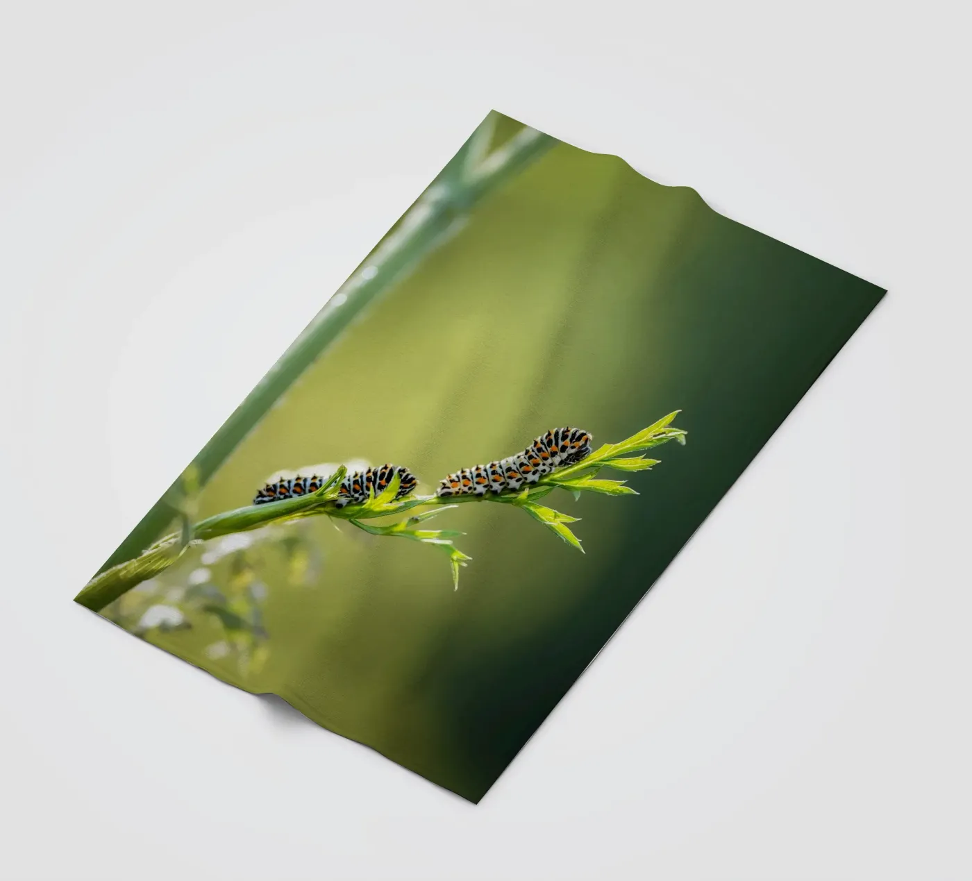 Caterpillar Fleecedecke von Tom's Wildlife