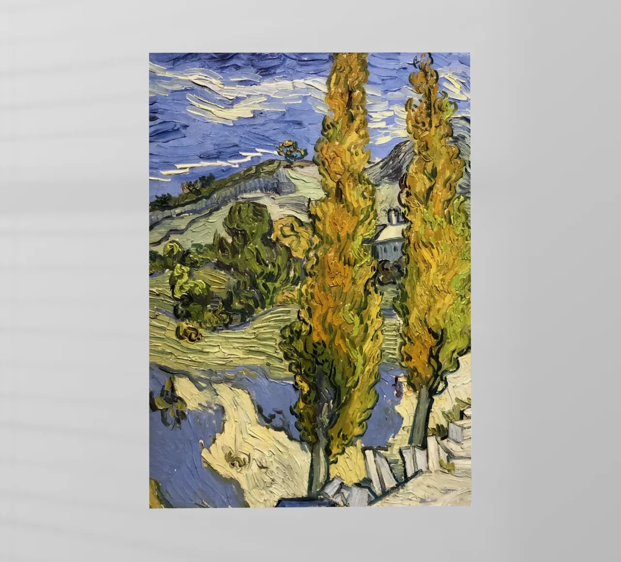 two large pine trees pellicola backlit da cloud shop