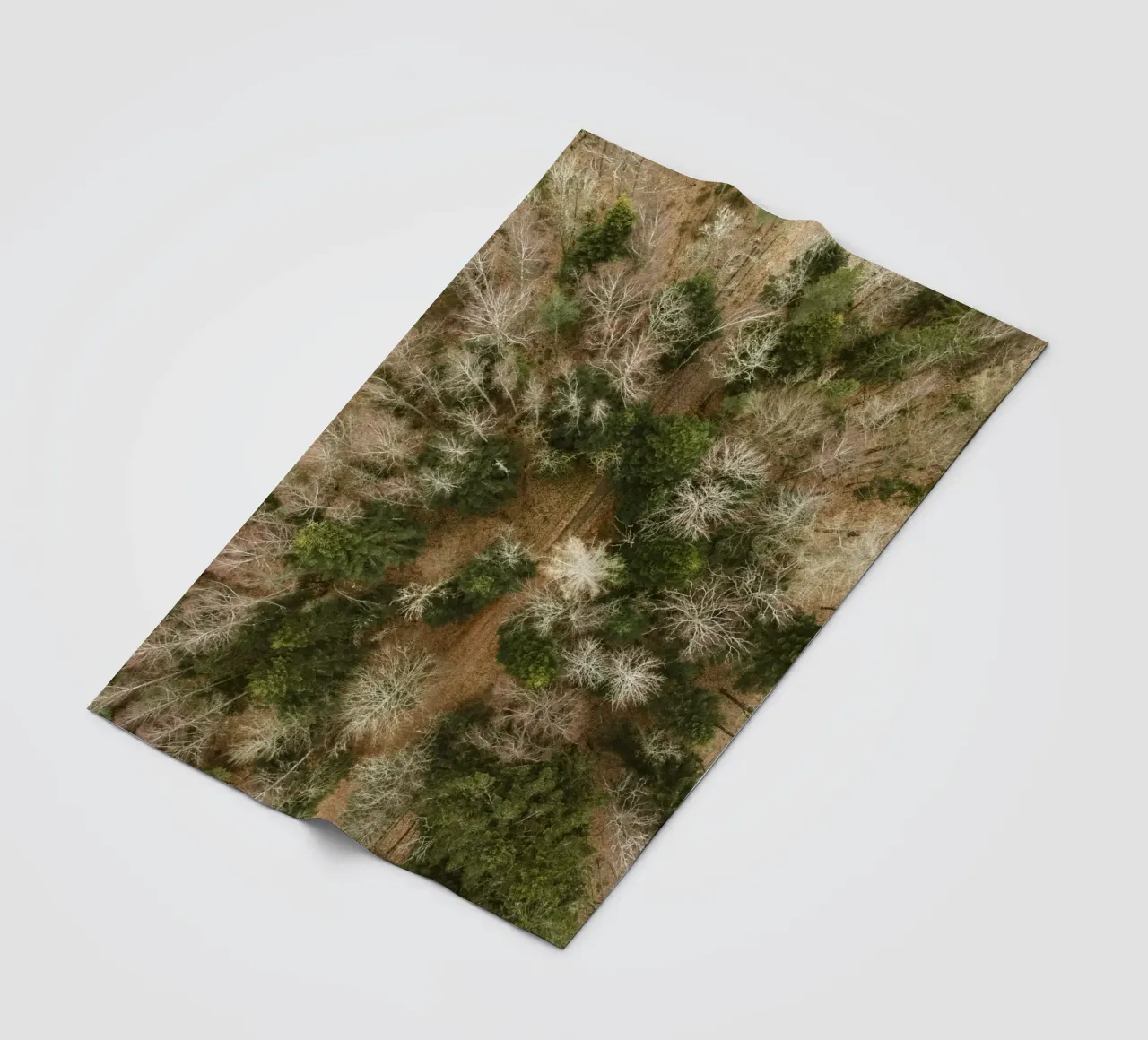 alberi della foresta coperta in pile da Earthly Visions