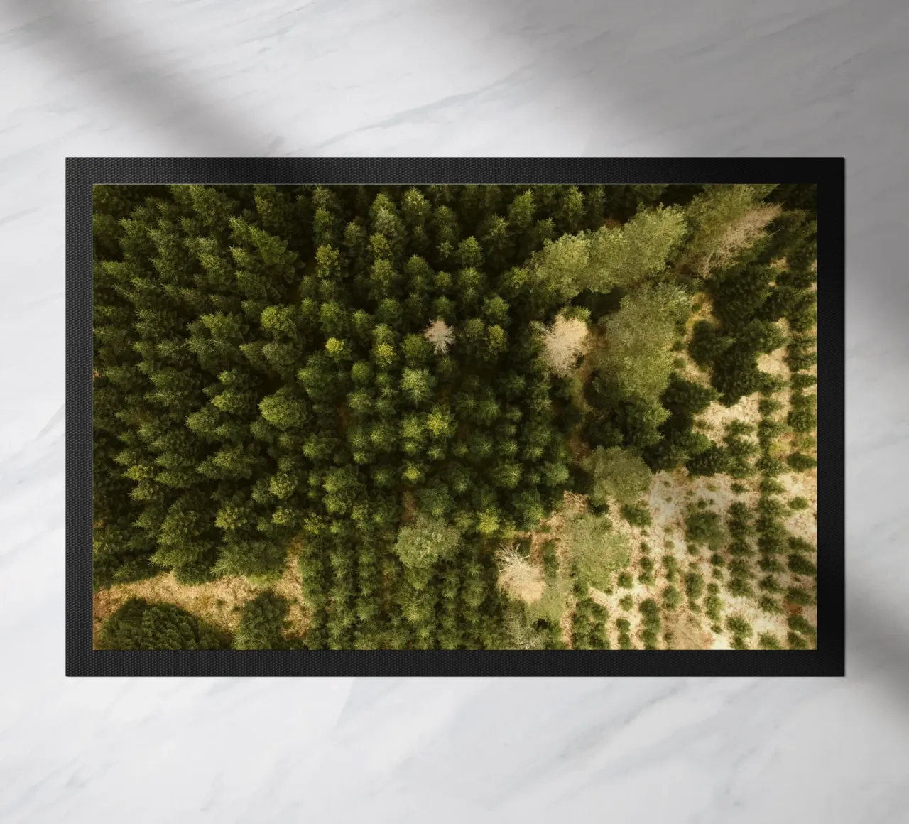 alberi della foresta zerbino da Earthly Visions