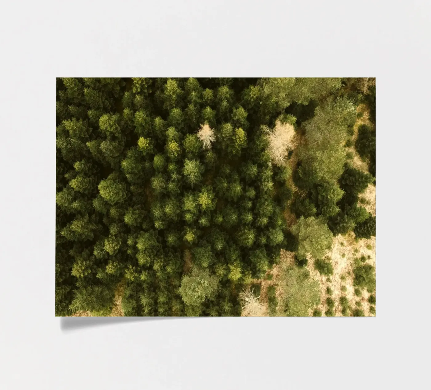 forest trees sticker sheet by Earthly Visions