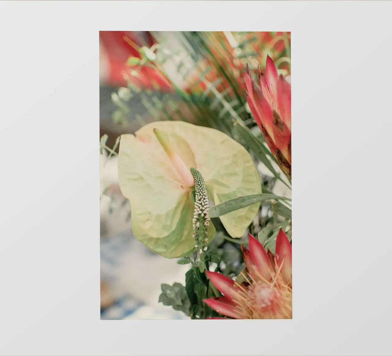 anthurium tropical photo wallpaper by Earthly Visions