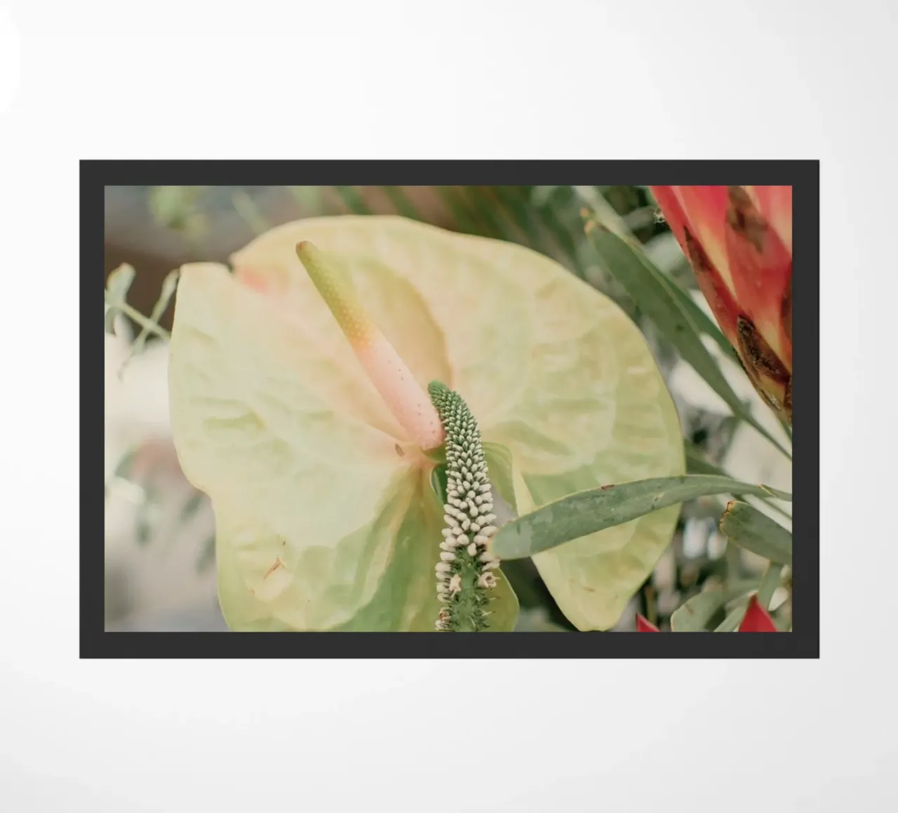 anthurium tropicale zerbino da Earthly Visions