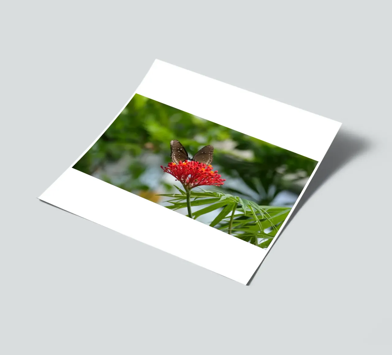 Farfalle cornacchie comuni che si radunano su un fiore rosso foglio adesivo da byrieneke