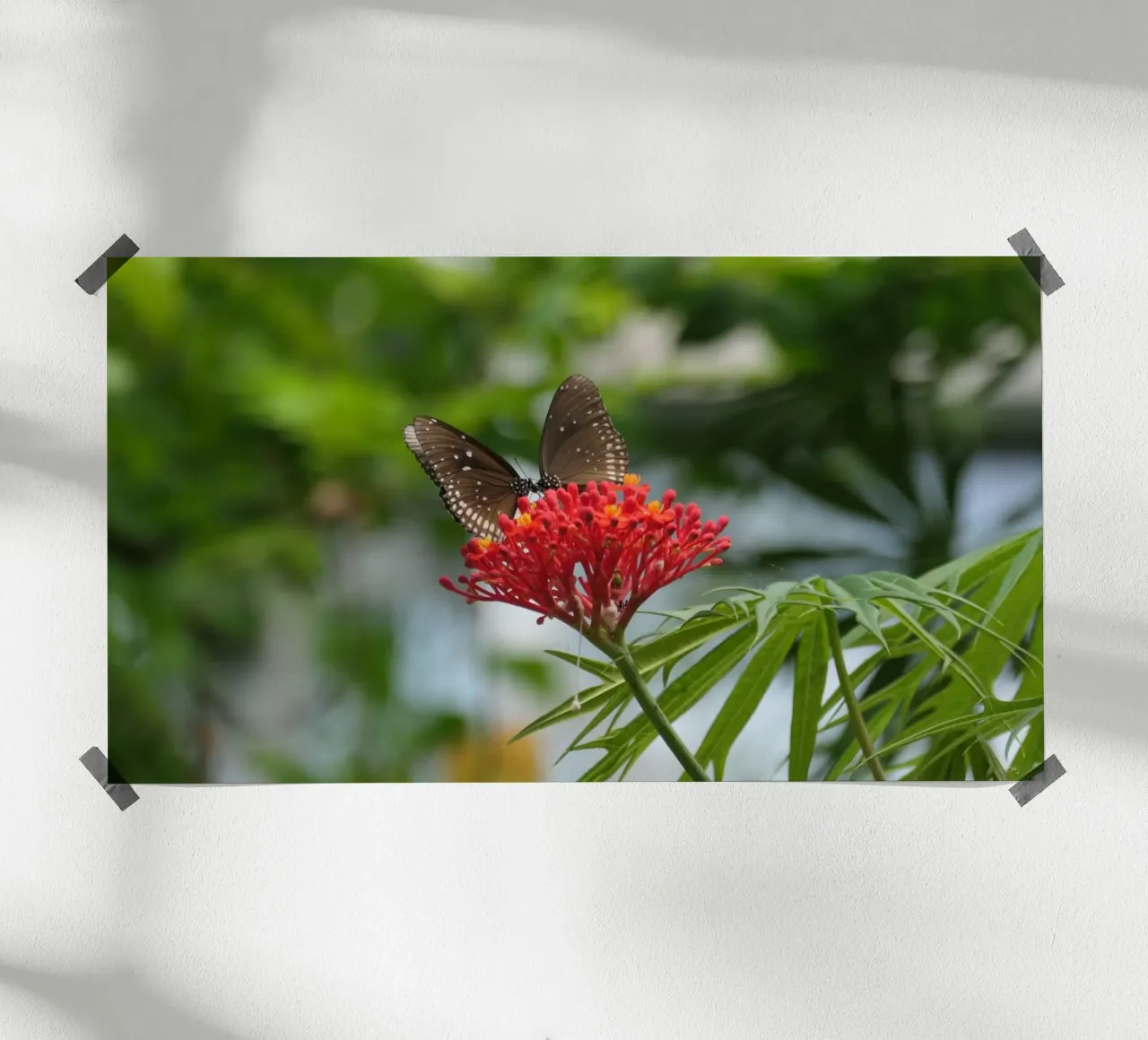 Farfalle cornacchie comuni che si radunano su un fiore rosso carta hahnemühle da byrieneke