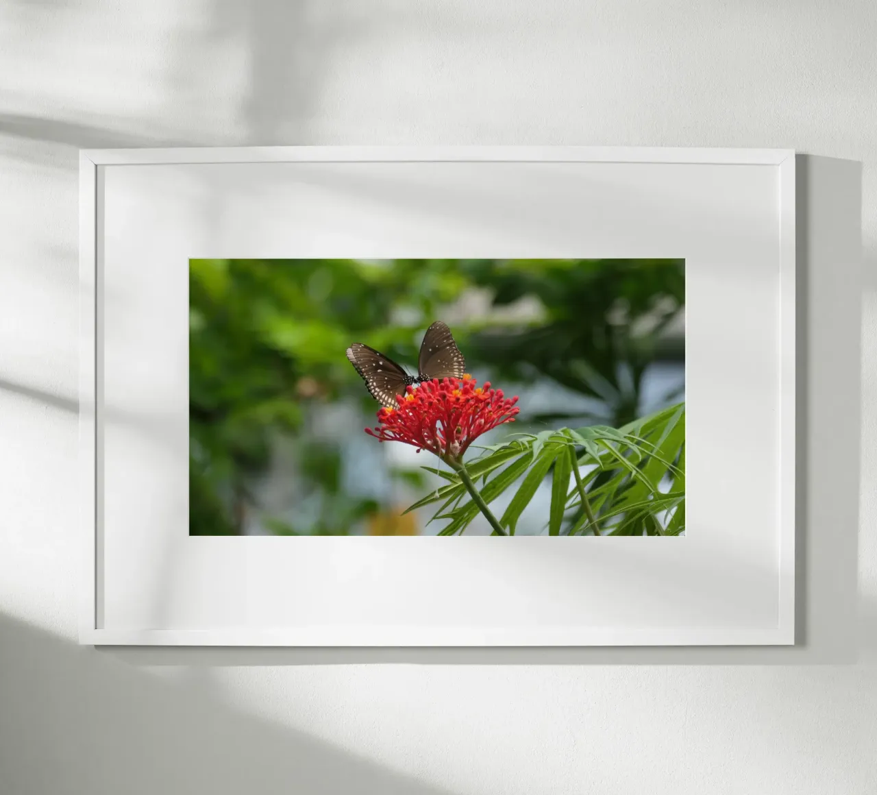 Farfalle cornacchie comuni che si radunano su un fiore rosso carta hahnemühle da byrieneke
