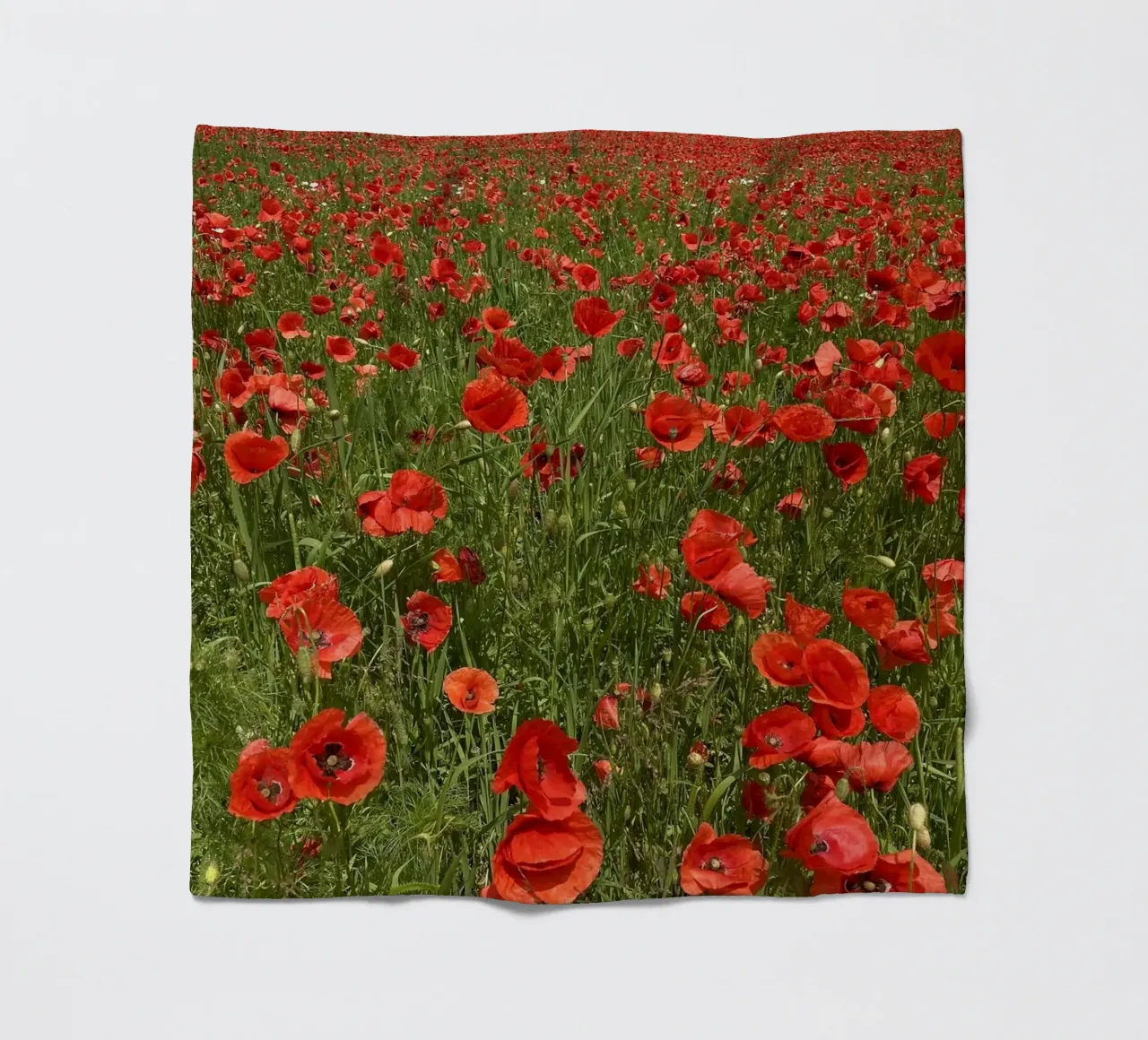 Il papavero in fiore a giugno coperta in pile da Art Studio by Iris