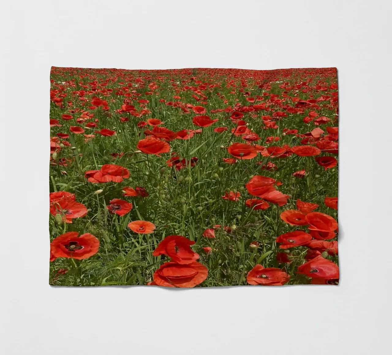 Il papavero in fiore a giugno coperta in pile da Art Studio by Iris