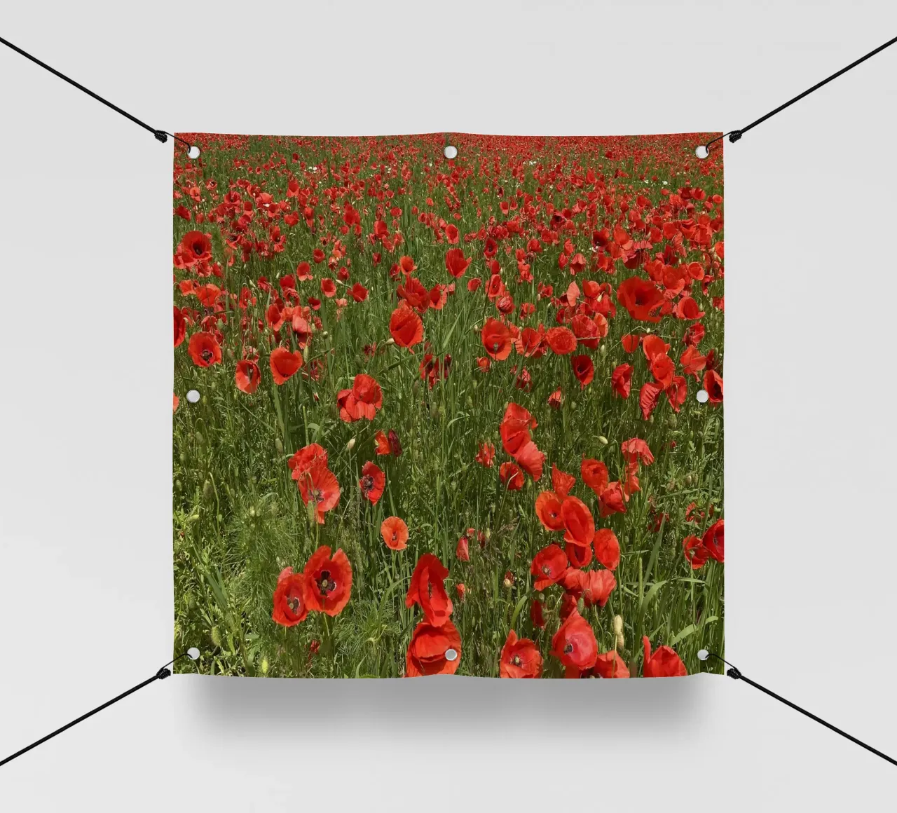 Il papavero in fiore a giugno telo in pvc da Art Studio by Iris