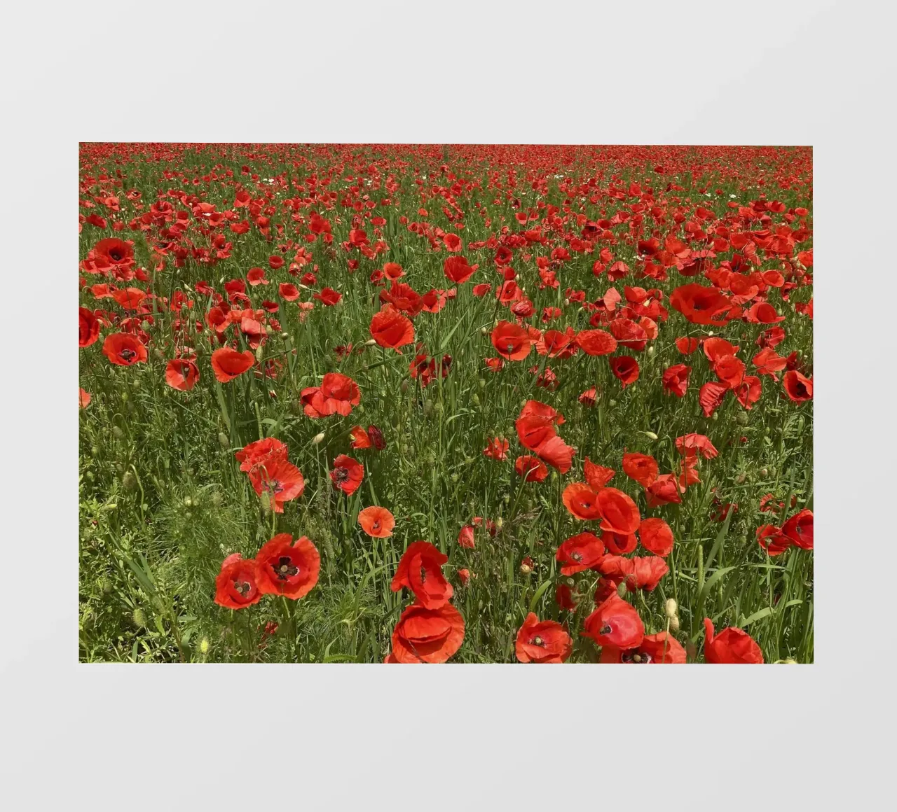 Il papavero in fiore a giugno telo in pvc da Art Studio by Iris