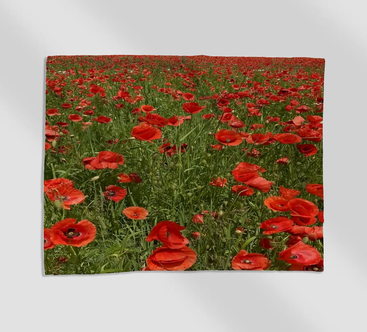 Il papavero in fiore a giugno telo mare da Art Studio by Iris
