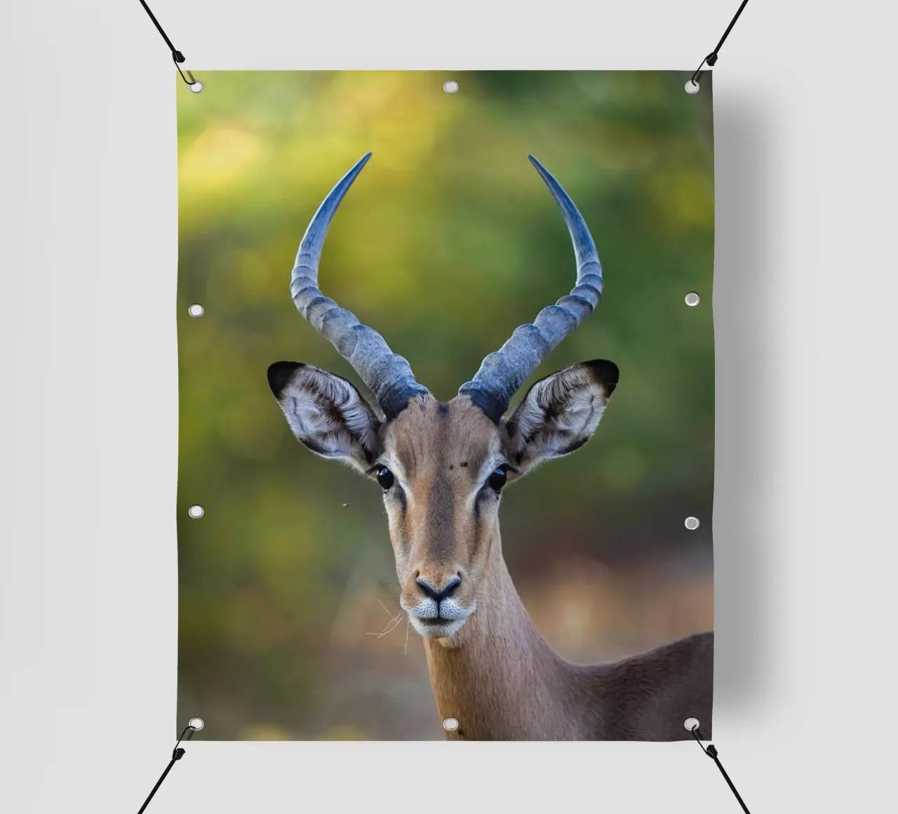 Impala telo in pvc da Tom's Wildlife