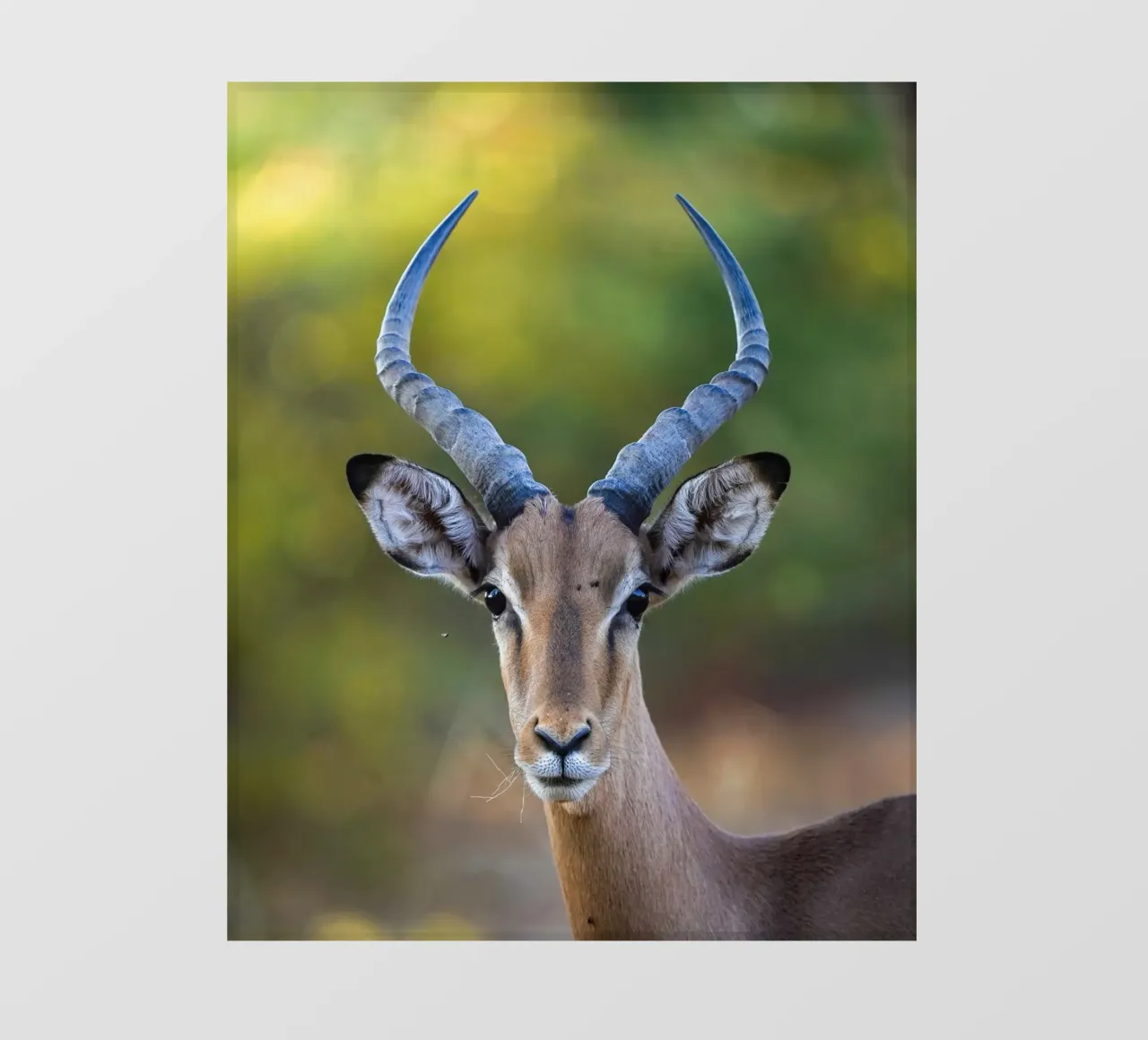 Impala telo in pvc da Tom's Wildlife