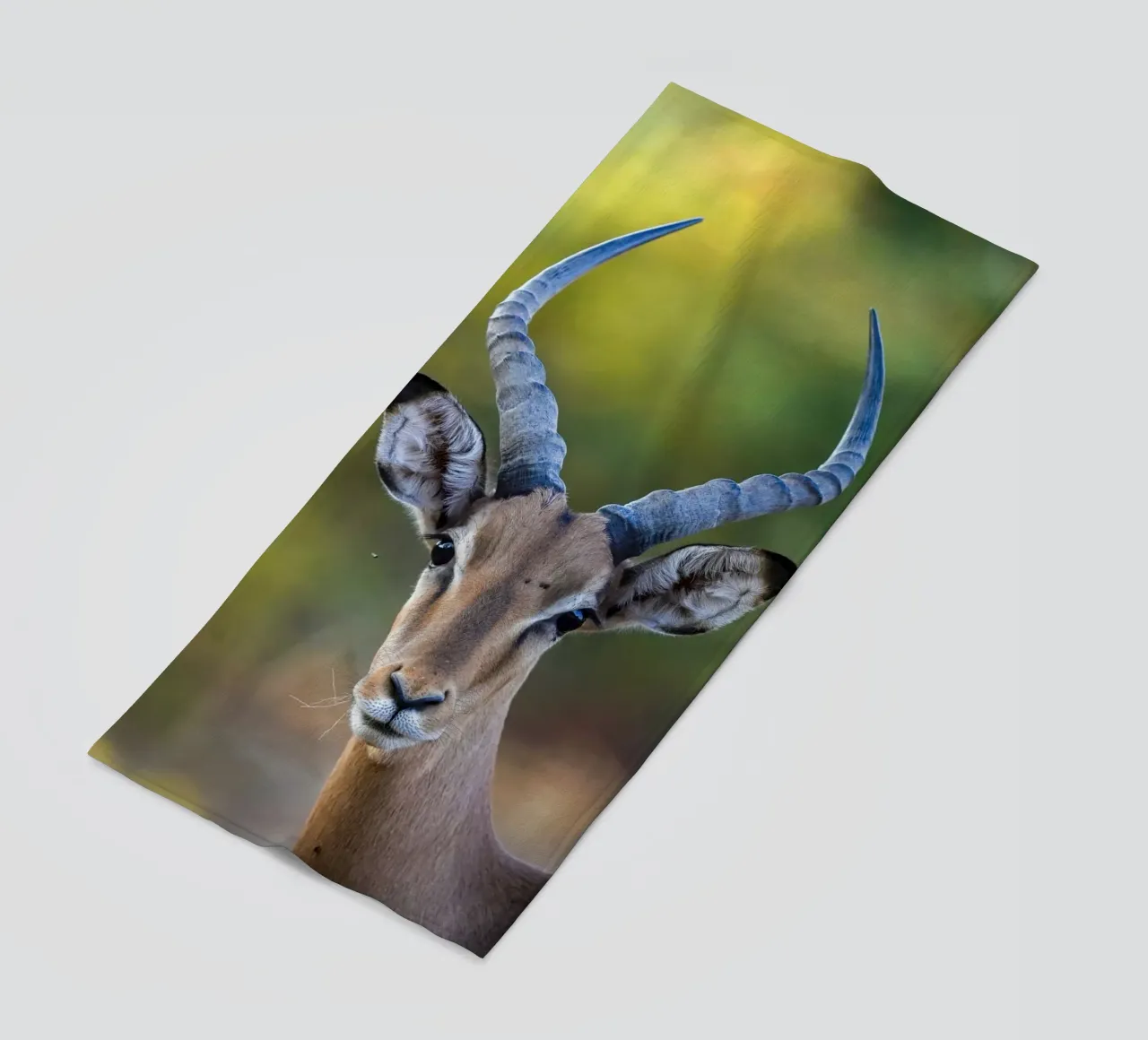 Impala telo mare da Tom's Wildlife