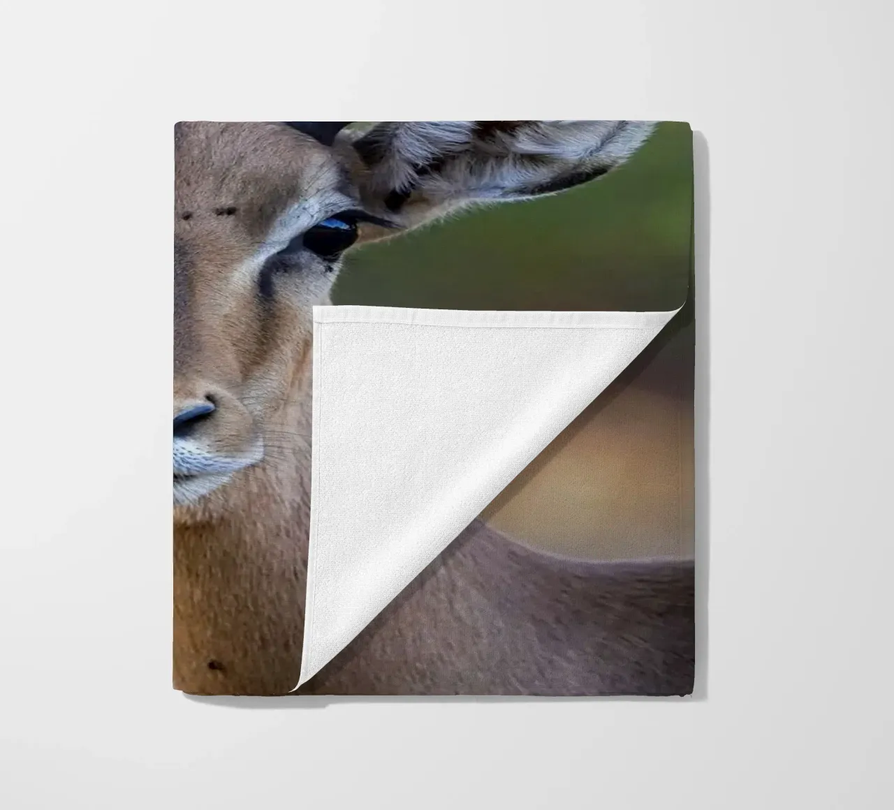 Impala telo mare da Tom's Wildlife