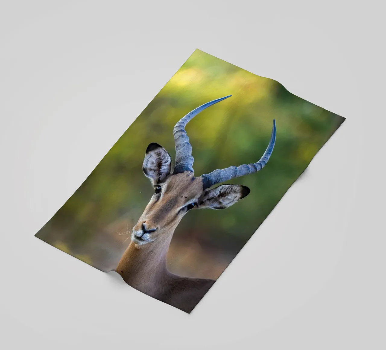 Impala telo mare da Tom's Wildlife