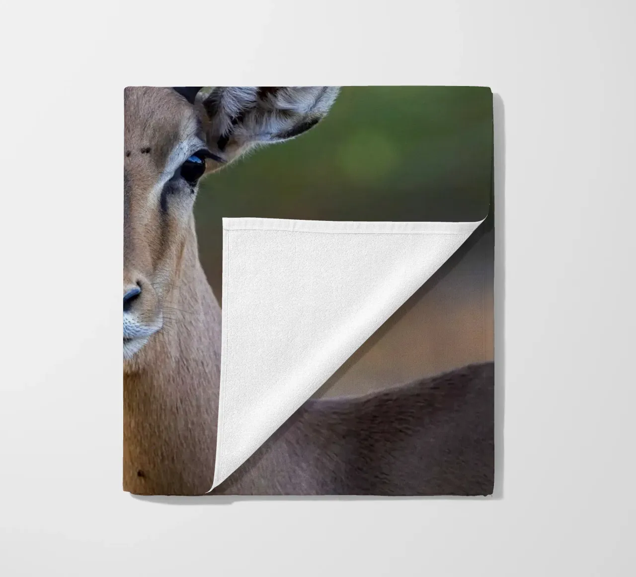 Impala telo mare da Tom's Wildlife