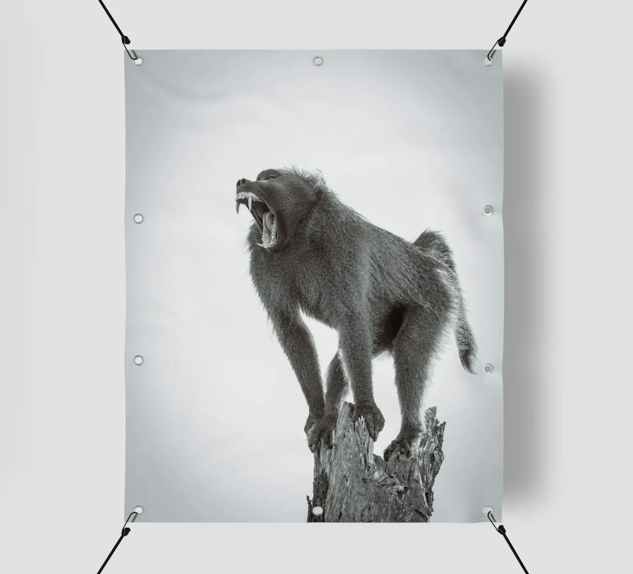 Maschio di babbuino telo in pvc da Tom's Wildlife