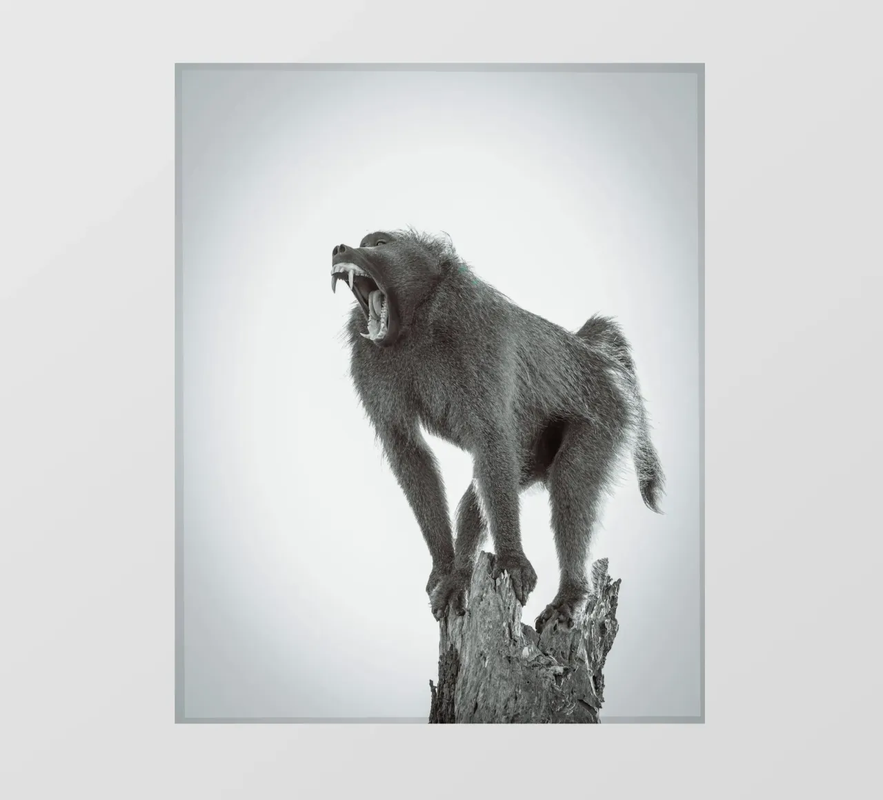 Maschio di babbuino telo in pvc da Tom's Wildlife