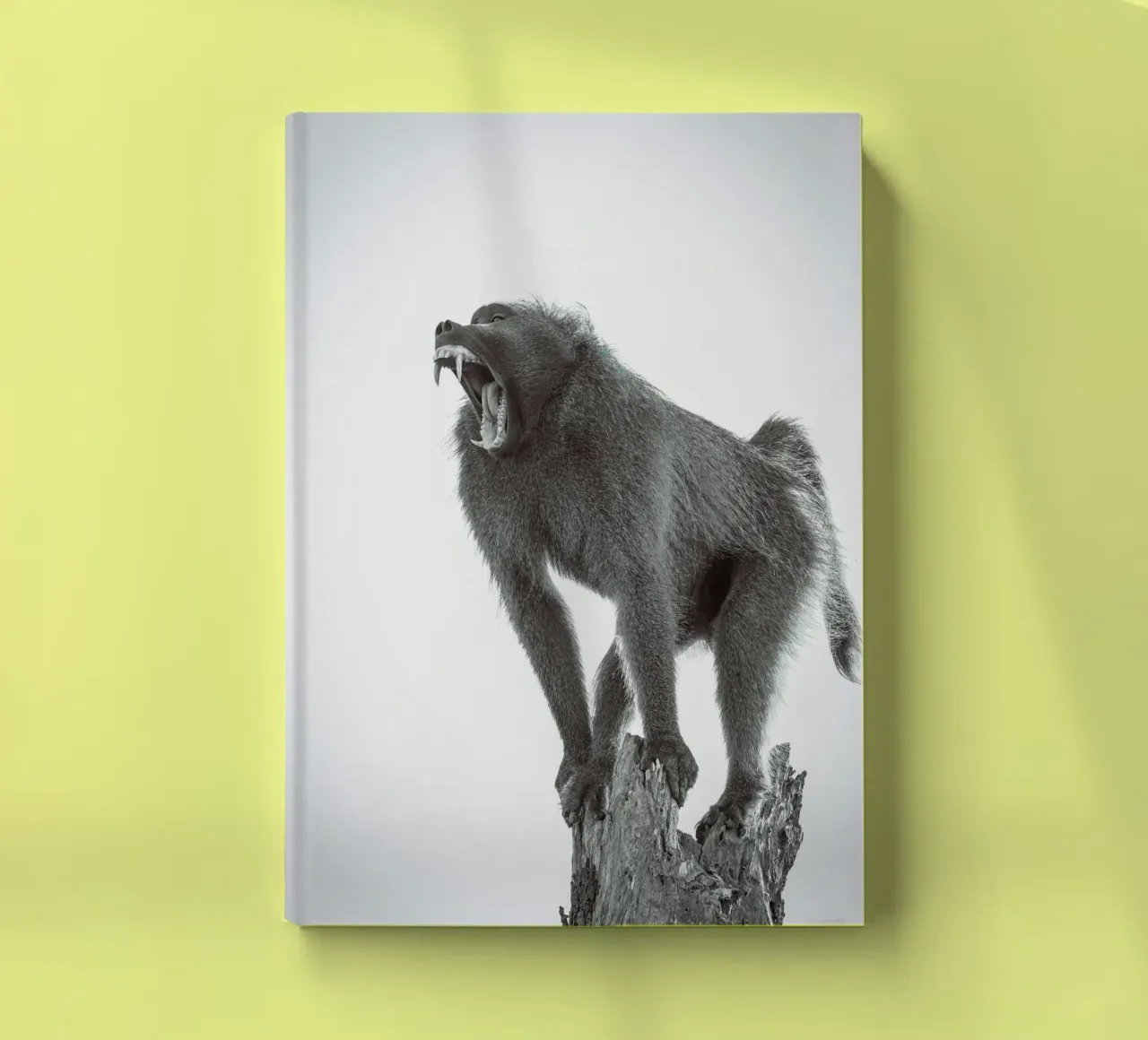Maschio di babbuino diario da Tom's Wildlife