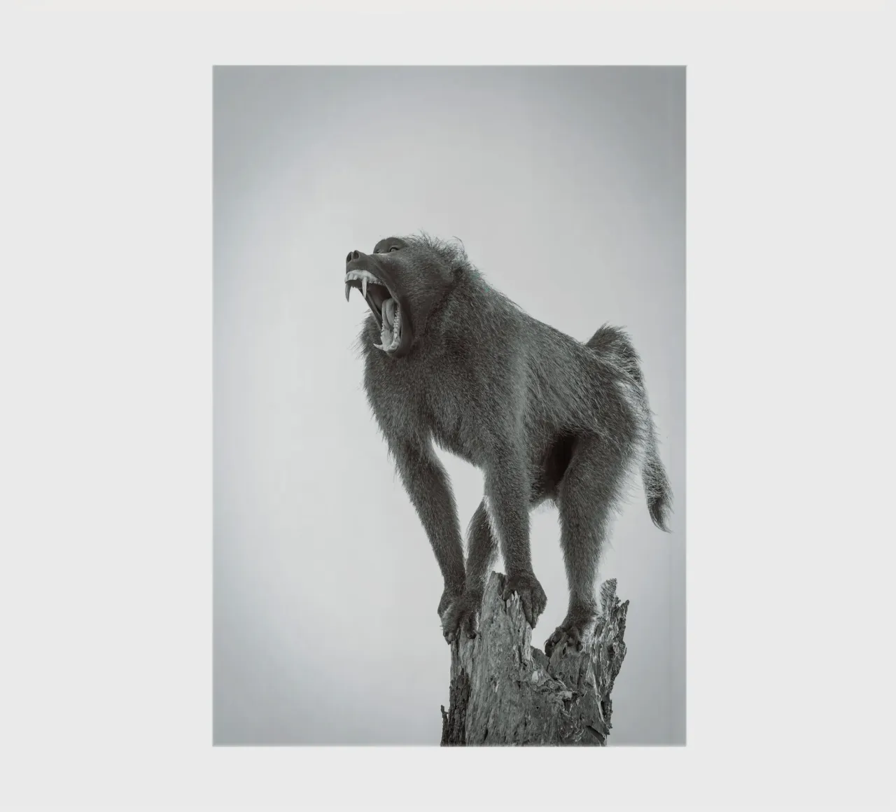 Maschio di babbuino diario da Tom's Wildlife