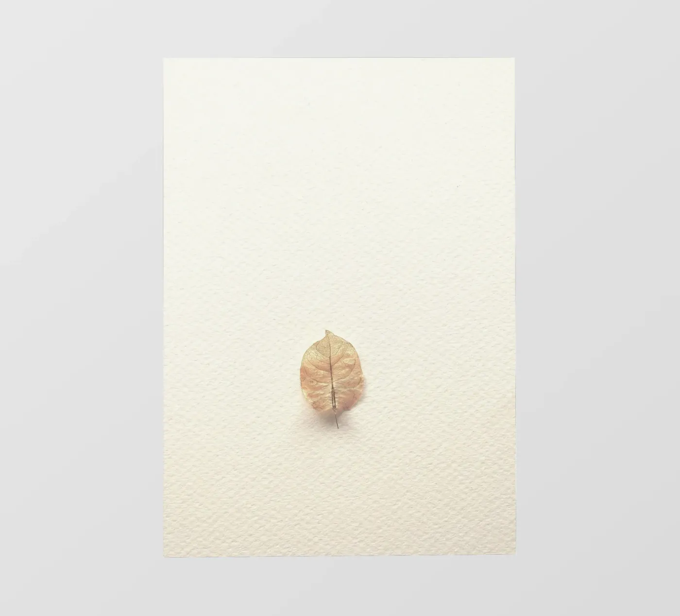 single leaf pellicola backlit da prindy