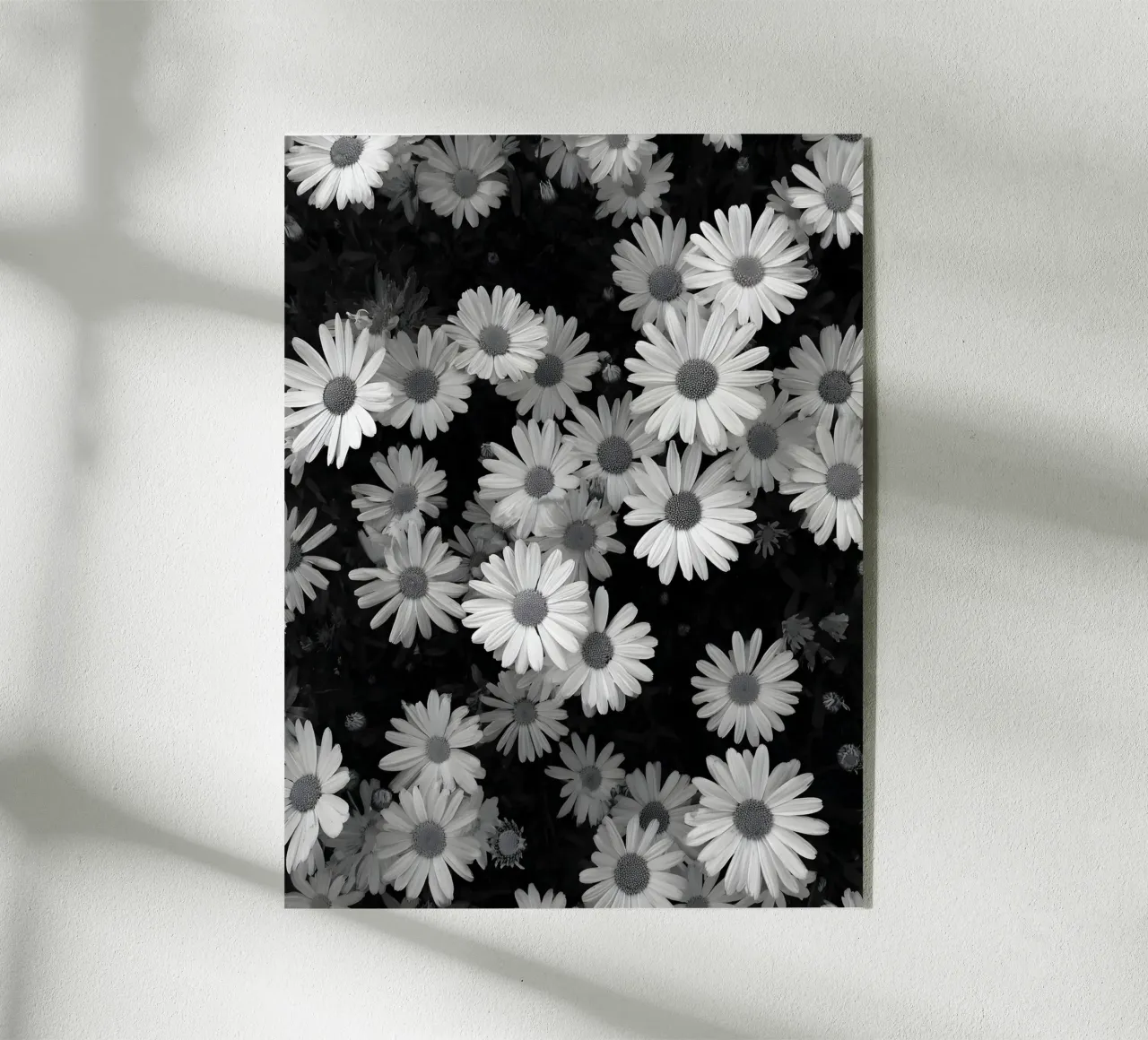 The Daisies plexiglass da Mononoir