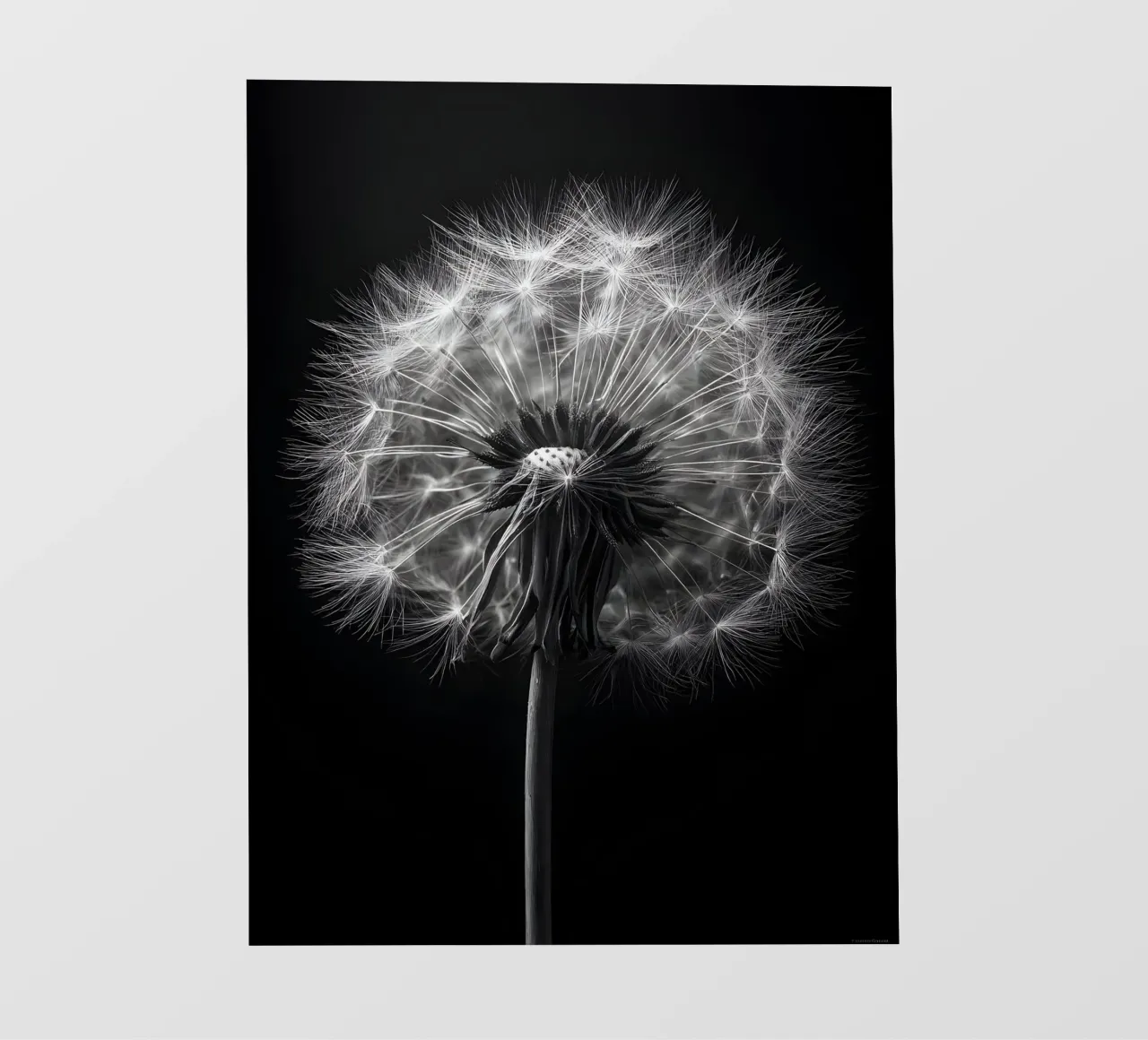 The Dandelion photo wallpaper by Mononoir
