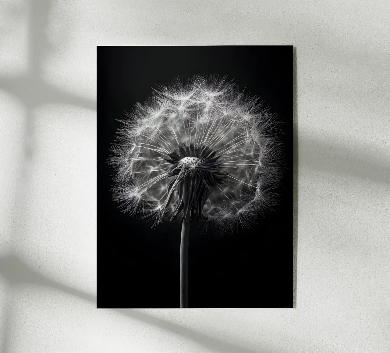 The Dandelion plexiglass da Mononoir