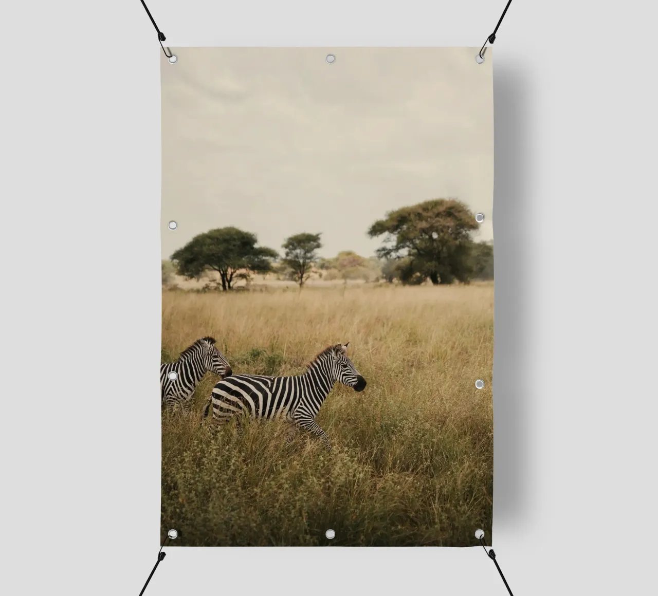 zebre nella savana telo in pvc da Earthly Visions