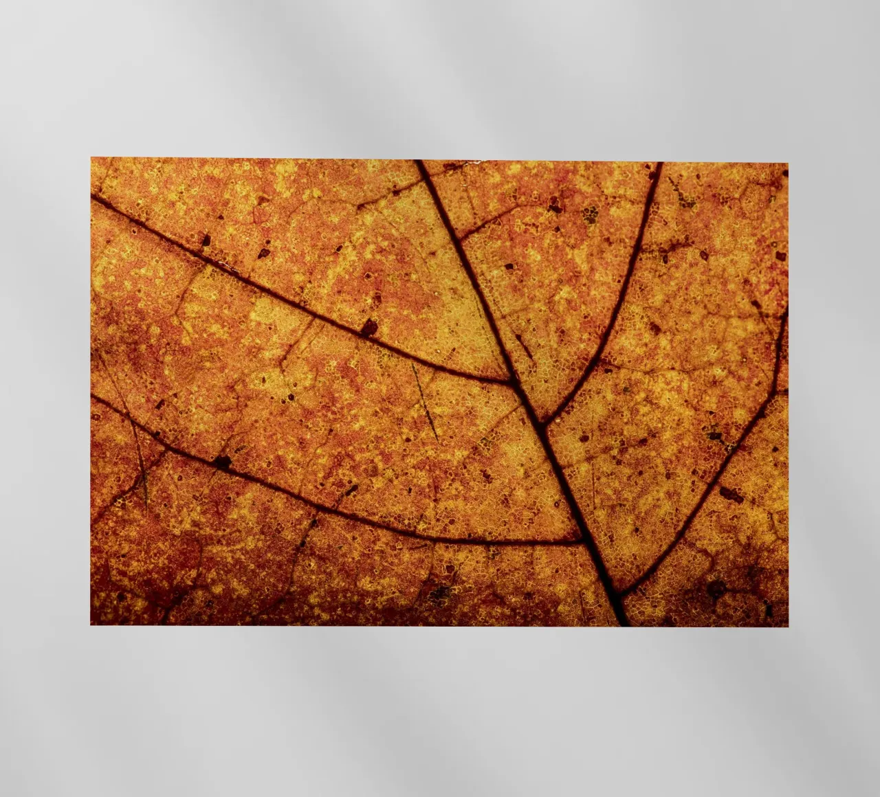 Herbstblatt in Nahaufnahme mit Adermuster pellicola backlit da Bilderwelt - Kunst für die Wand