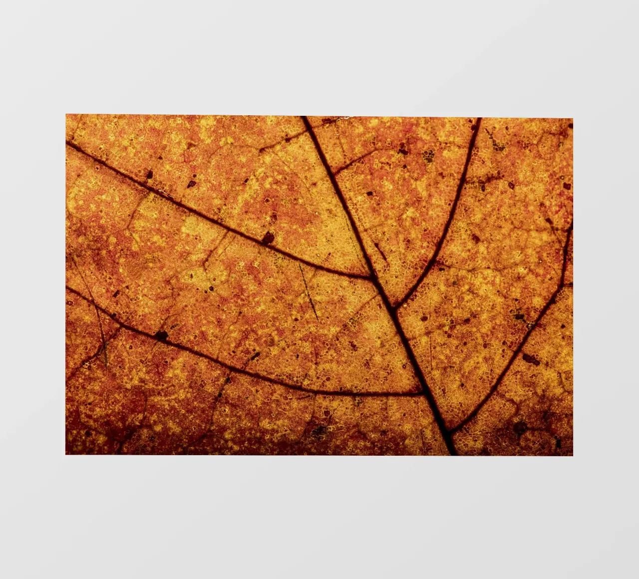 Herbstblatt in Nahaufnahme mit Adermuster telo in pvc da Bilderwelt - Kunst für die Wand