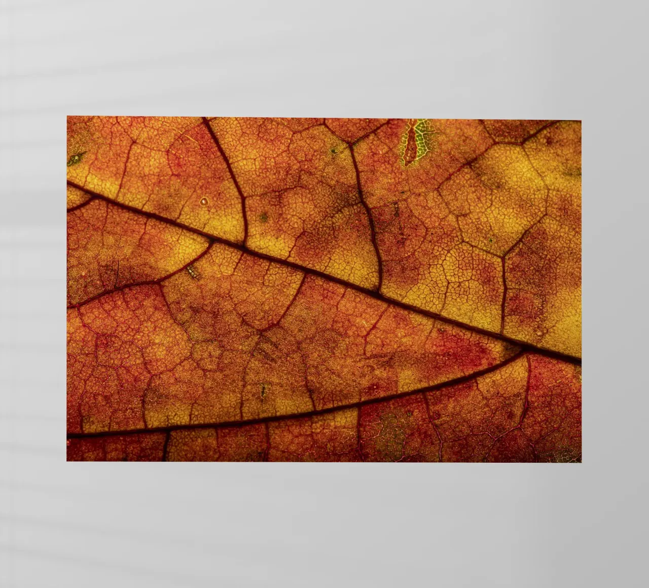 Herbstblatt mit lebendigem Farbverlauf und Aderstruktur pellicola backlit da Bilderwelt - Kunst für die Wand
