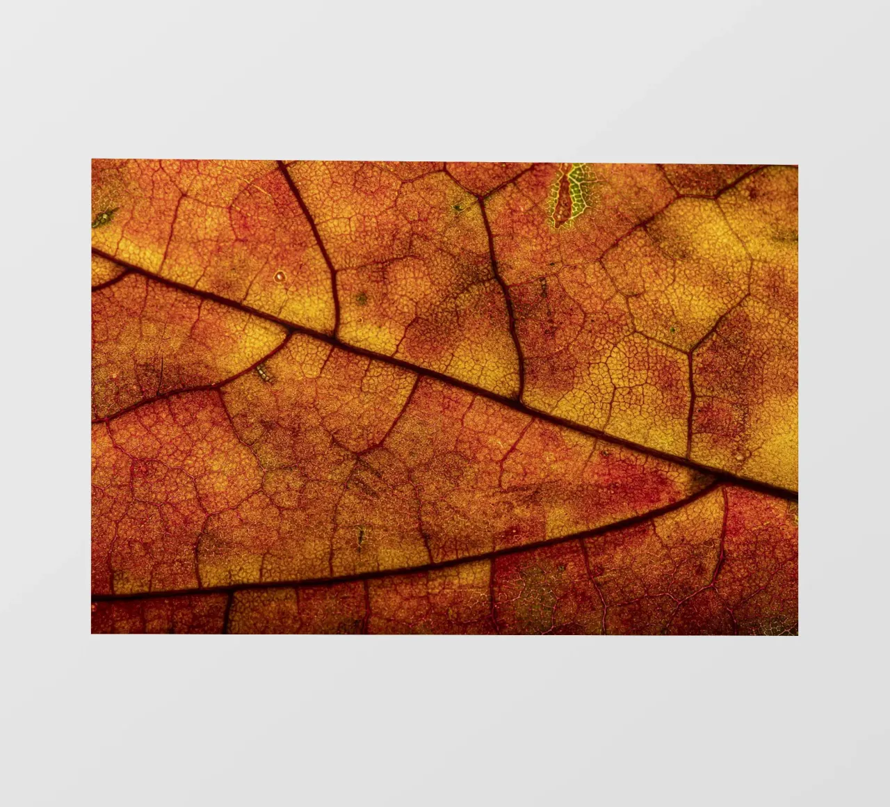 Herbstblatt mit lebendigem Farbverlauf und Aderstruktur telo in pvc da Bilderwelt - Kunst für die Wand