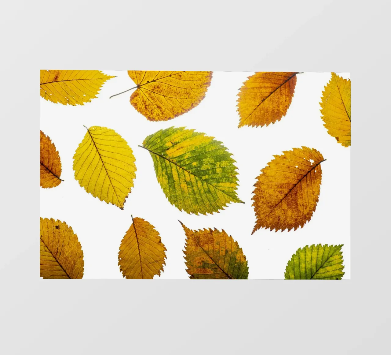 Foglie d'autunno in variazione sul bianco telo in pvc da Bilderwelt - Kunst für die Wand