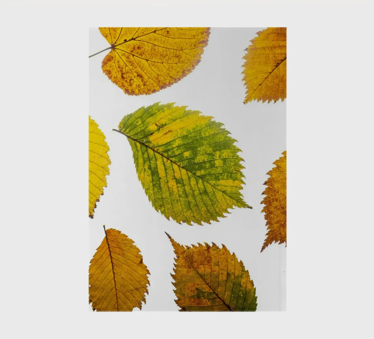 Autumn leaves in variation on white notebook by Bilderwelt - Kunst für die Wand