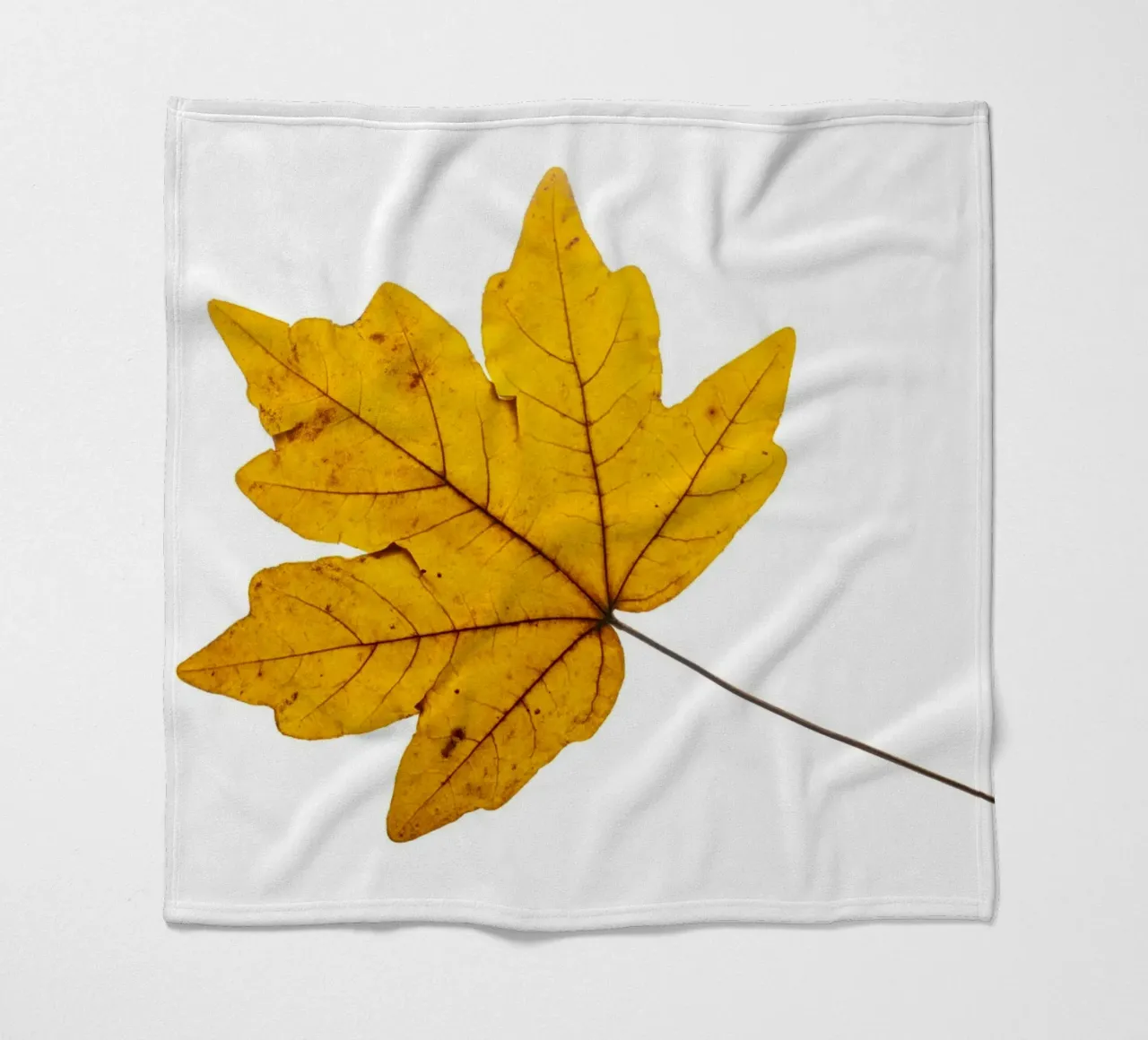Foglia d'acero in autunno, giallo su bianco coperta in pile da Bilderwelt - Kunst für die Wand