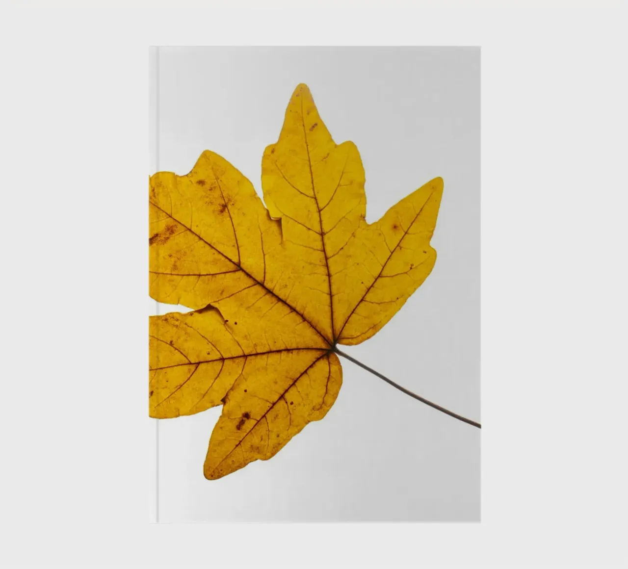 Feuille d'érable en jaune d'automne sur blanc carnet de notes de Bilderwelt - Kunst für die Wand