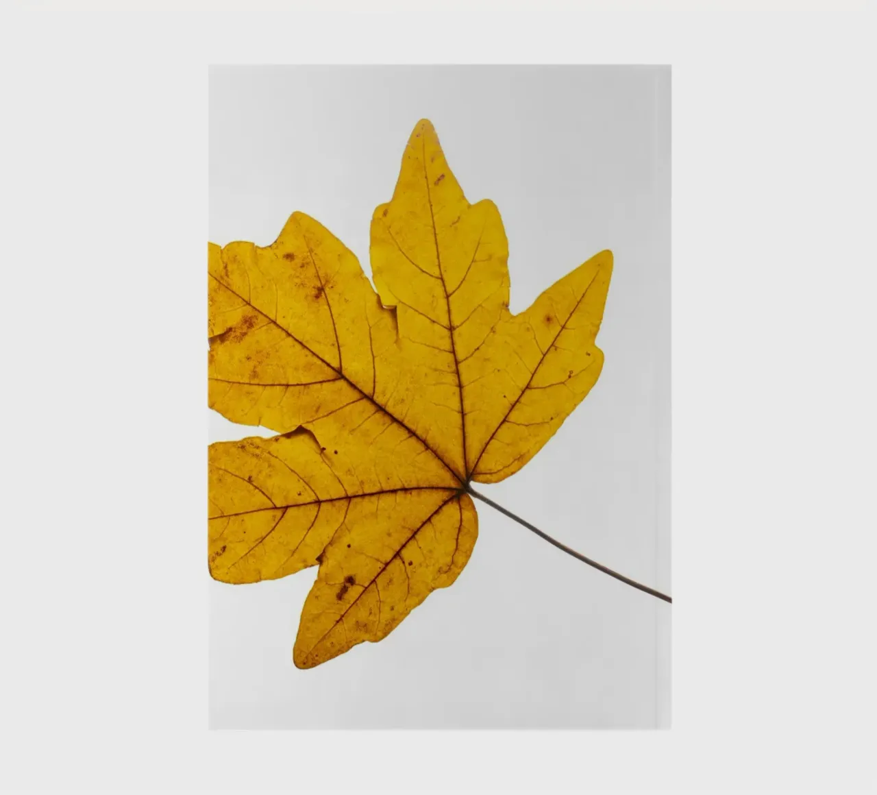 Feuille d'érable en jaune d'automne sur blanc carnet de notes de Bilderwelt - Kunst für die Wand