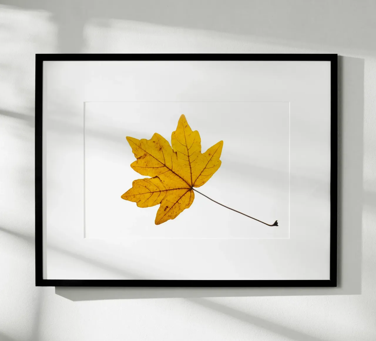 Feuille d'érable en jaune d'automne sur blanc hahnemühle de Bilderwelt - Kunst für die Wand
