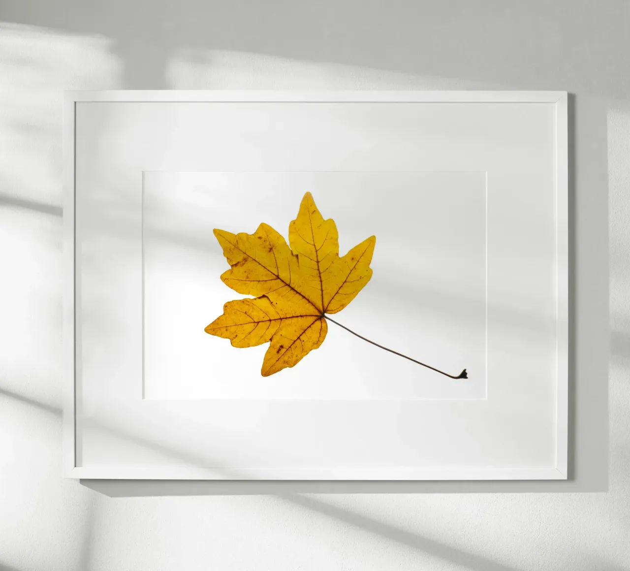 Feuille d'érable en jaune d'automne sur blanc hahnemühle de Bilderwelt - Kunst für die Wand