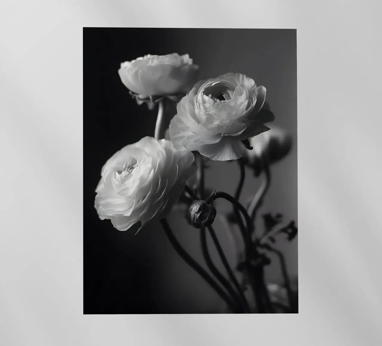 The Ranunculus pellicola backlit da Mononoir