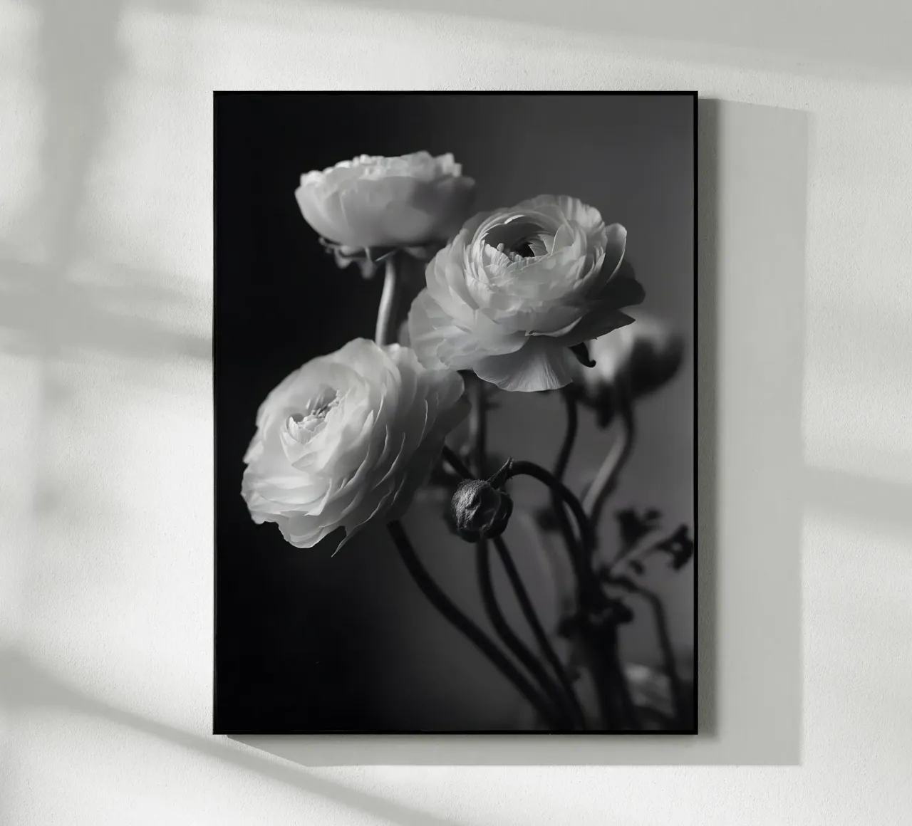 The Ranunculus plexiglass da Mononoir